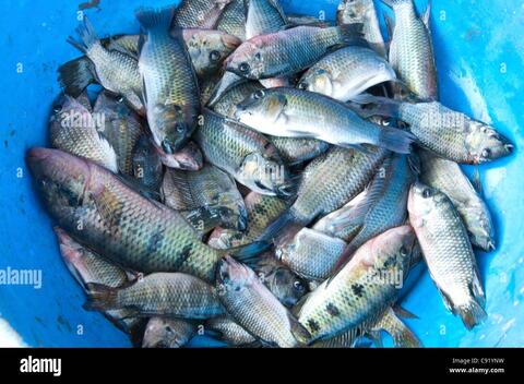 Poissons du lac